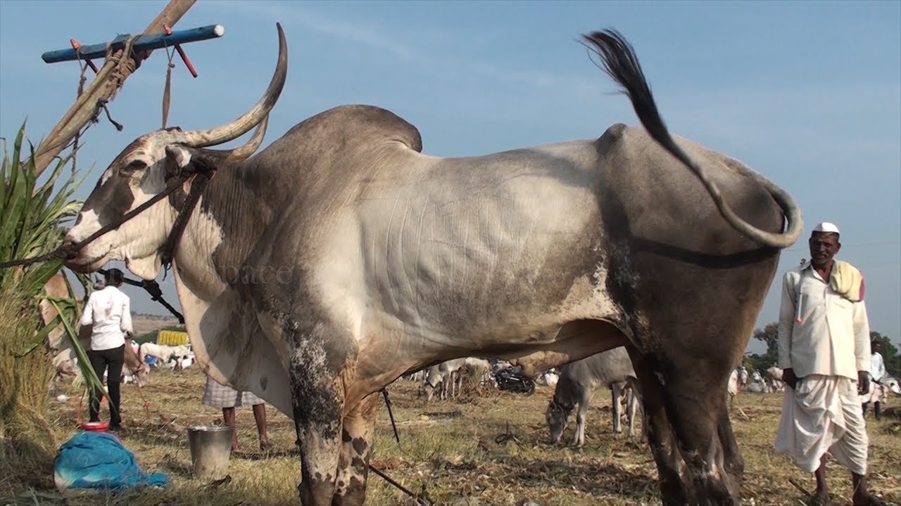 Tradition of raising Seed bulls for breeding