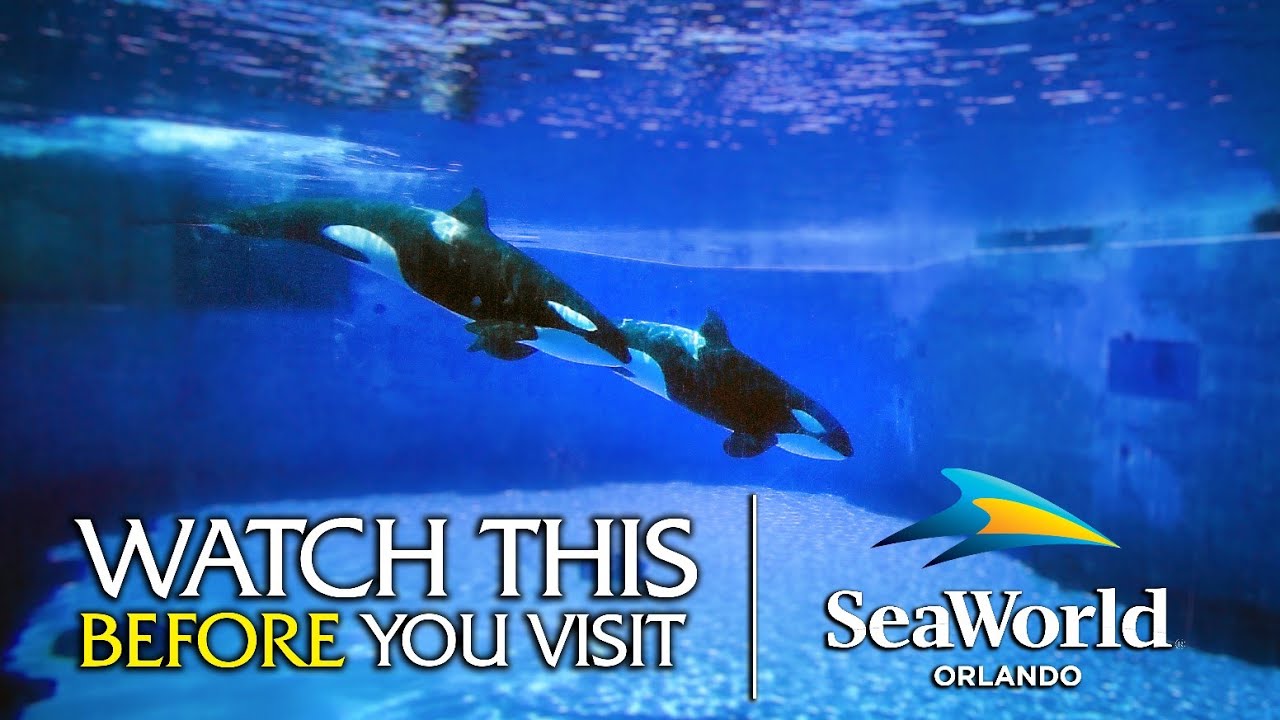 Руководство для начинающих по SeaWorld Orlando