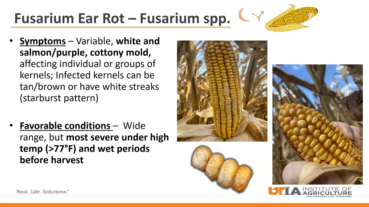 Corn Ear Rots and Molds