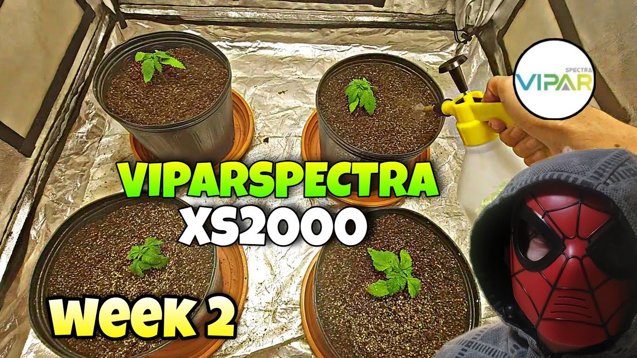 VIPARSPECTRA XS2000 / SEGUNDA SEMANA DE VEGETA&Ccedil;&Atilde;O DAS PLANTAS CULTIVO INDOOR (B0MBA GROWER)