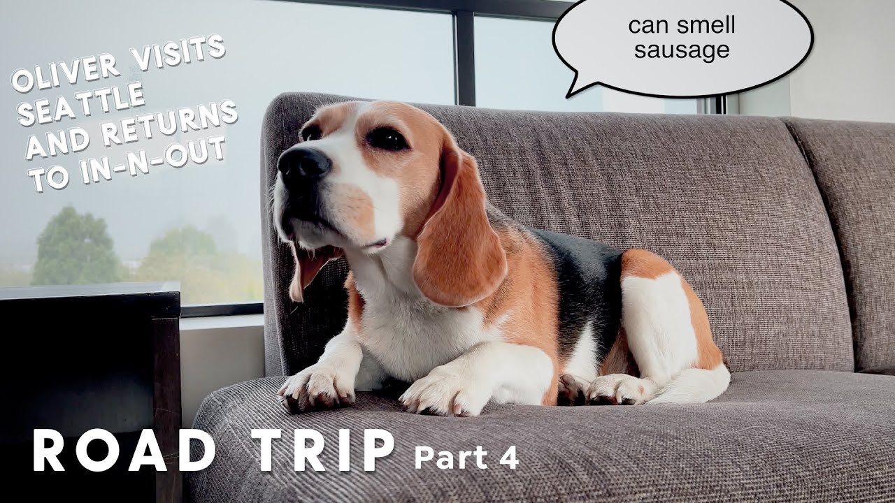 2022 road trip! Oliver goes to In-N-Out Burger (Part 4)