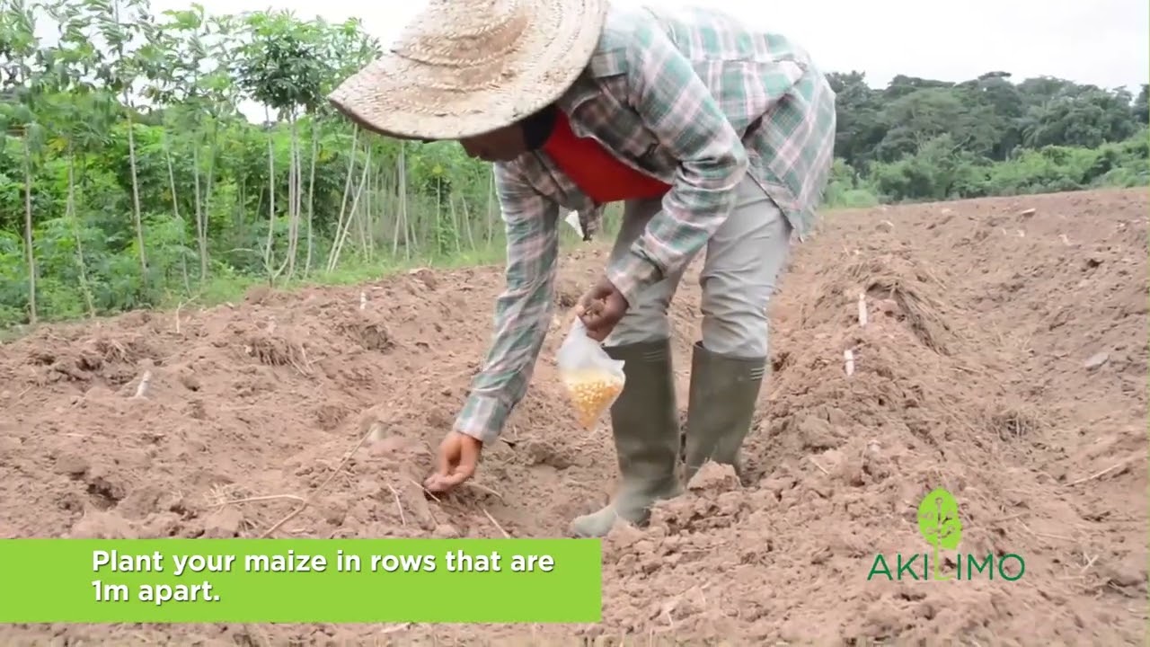 CASSAVA MAIZE INTERCROPPING 5