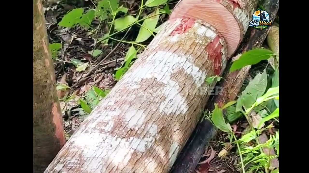 Mini Wood Cutter Machine at Work ⚡ | Ultra Fast Panel Cutting Process