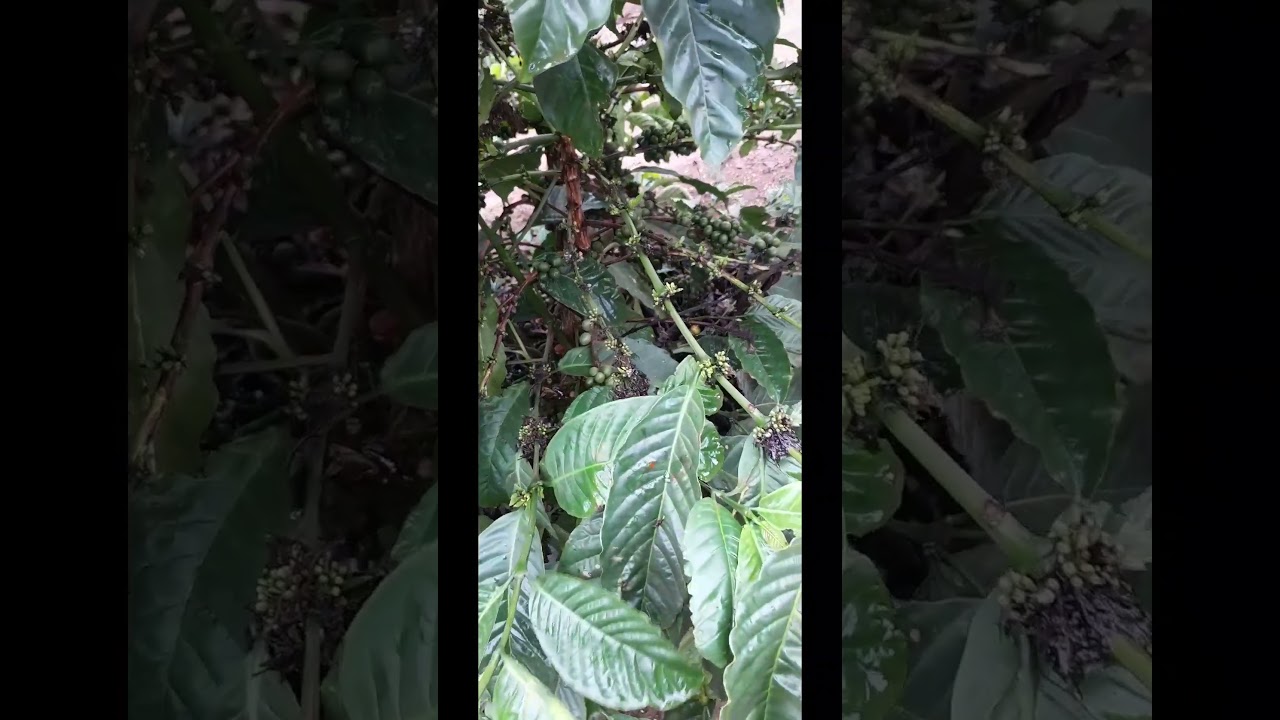yara fertilisers on coffee #fertilising #yarafertilisers #coffee