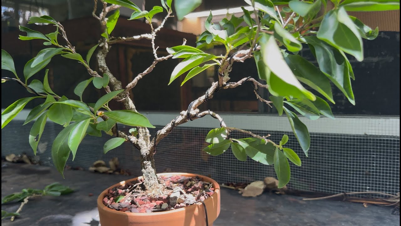Bending AND Breaking Branches on my Bougainvillea: Tropical Bonsai (Episode 7)