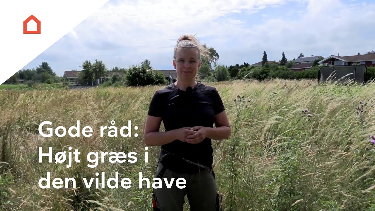 Vildt græs: Få gode råd til at lade græsset gro i haven og få mere biodiversitet i græsplænen