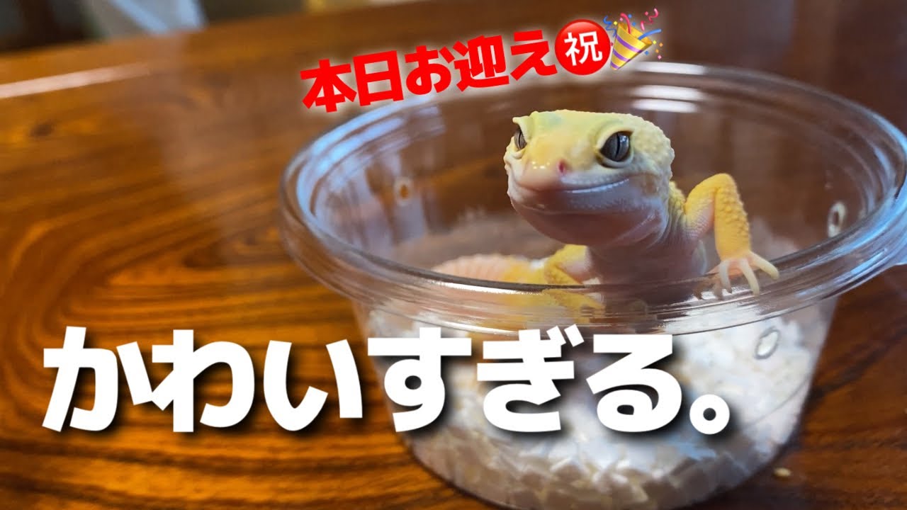 【爬虫類】ついにレオパデビューしました。我が家の可愛すぎるヒョウモントカゲモドキをご覧あれ
