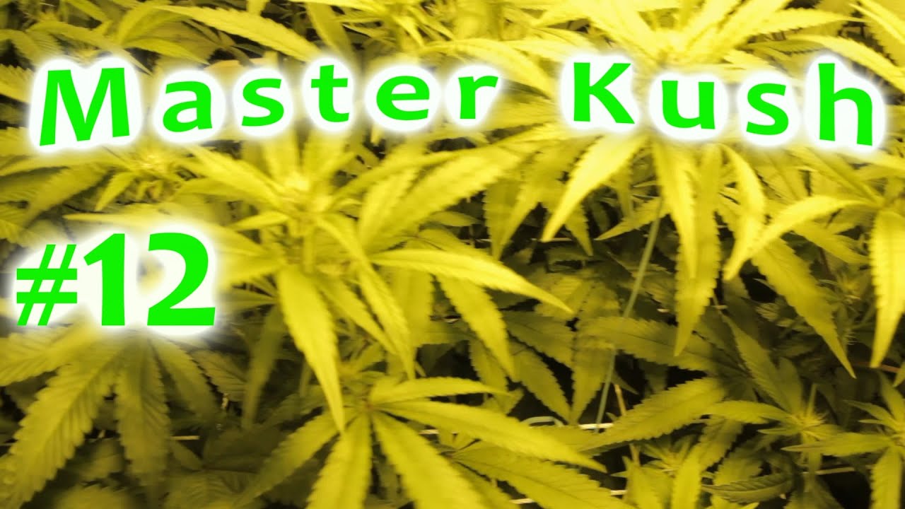 Master Kush | Nirvana Seeds | Week 2 flower Indoor Cannabis Grow