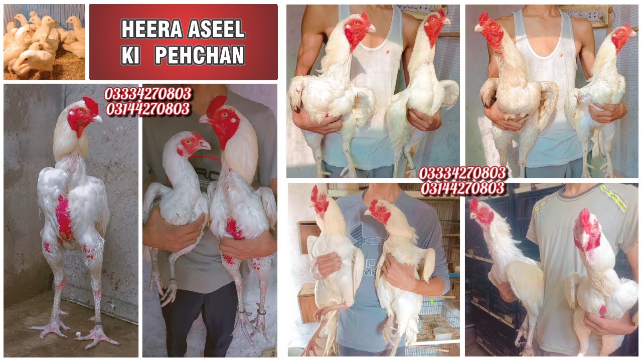 Heera/shamo/chick/eggs/pathy/madi/murga/hera/hira/hen/White/Pure/aseel
