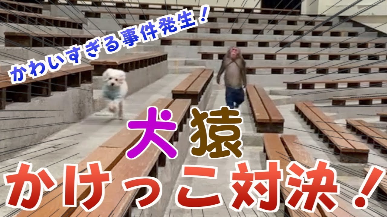 【なぜそうなるw】うちのお猿さんの走り方、ひどすぎるんですけど！！！！！！！！