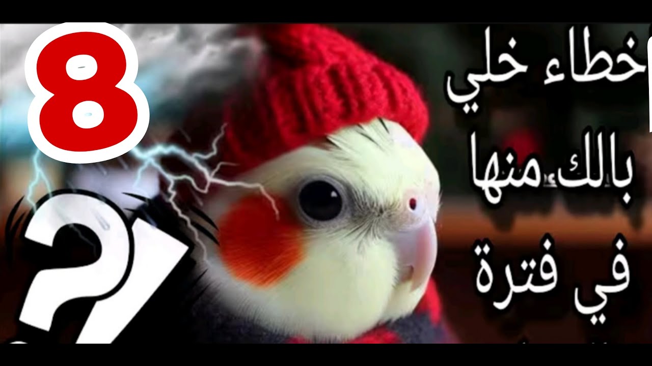 8 اخطاء قاتلة فى الشتاء  تدمر طيور الزينة تجنبها فوراا