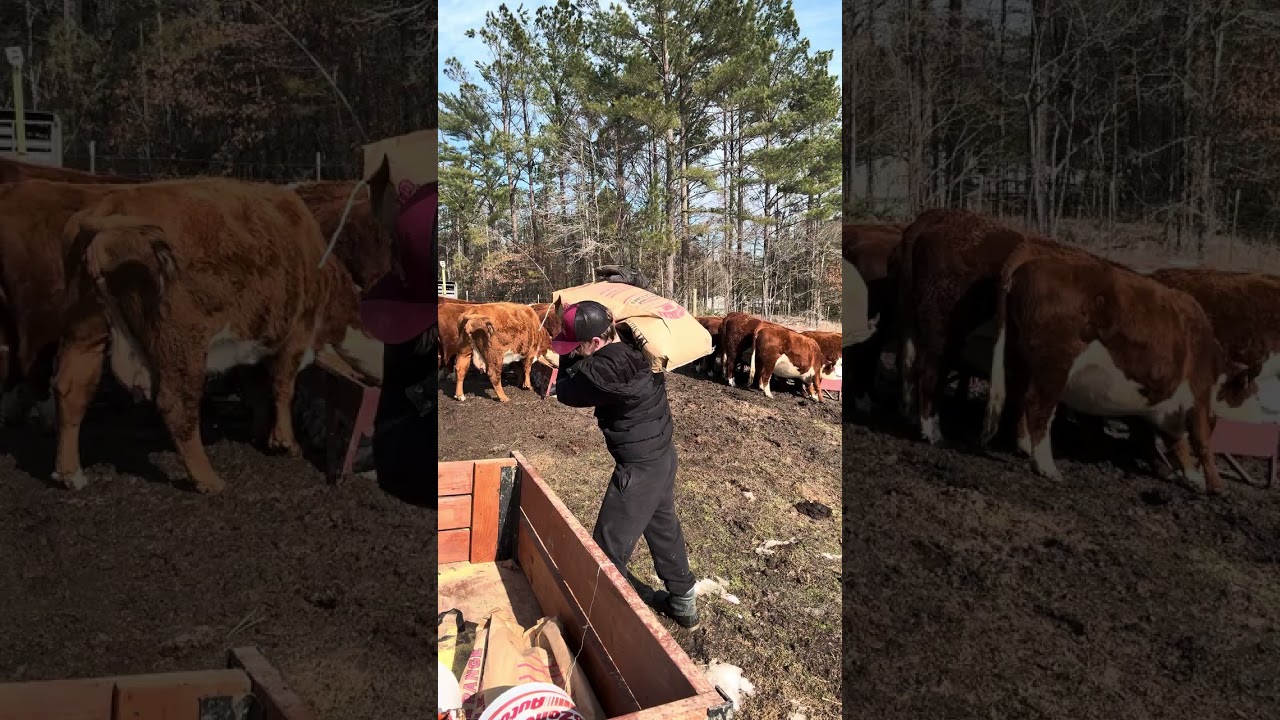 Feeding Elvis & hereford cattle with my Grandson Drake.