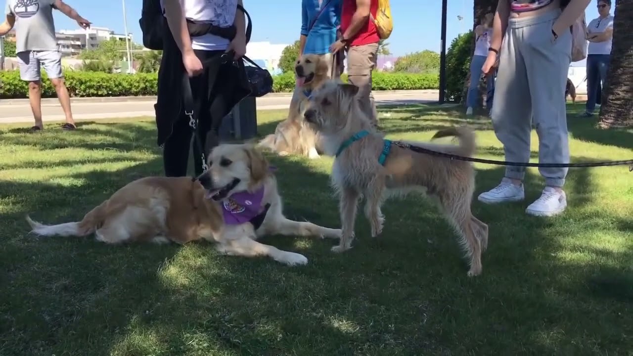 1* raduno Golden Retriever Abruzzo 🐾