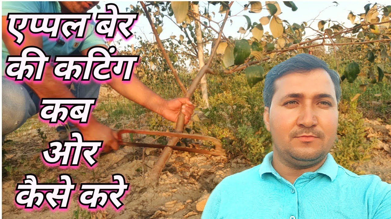 एप्पल बेर की कटिंग कब ओर कैसे करे । How to cutting / pruning apple ber plant । apple ber ki cutting