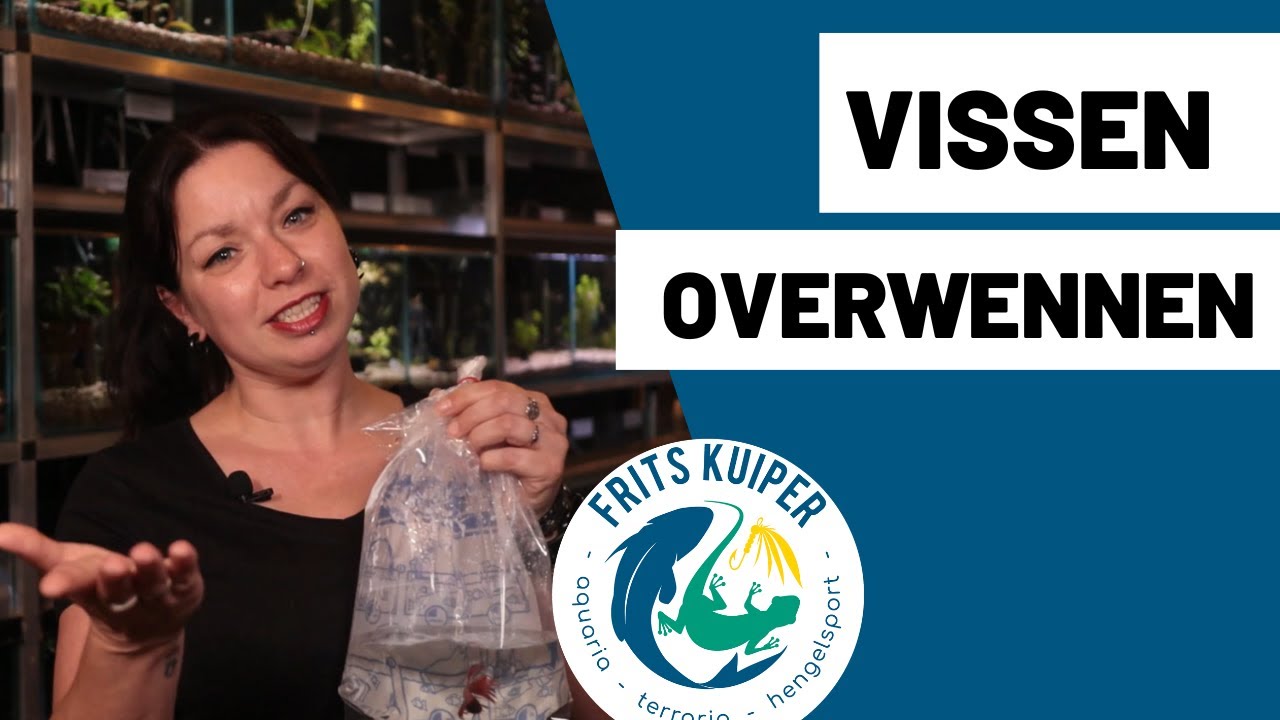 Vissen overwennen in aquarium