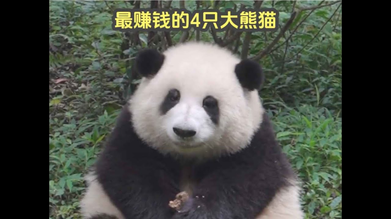 hehua fubao xiangxiang menglan giant panda最赚钱的4只大熊猫，月入1亿的花花才第三名，前两名是何方神圣