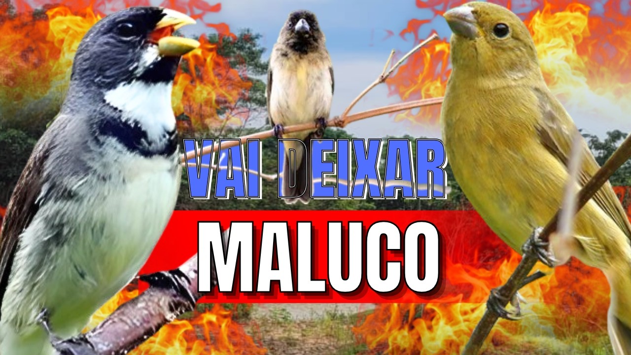 COLEIRO TUI TUI FIBRA COM FÊMEA DE COLEIRO CHAMNDO PARA ESQUENTAR COLEIRO E ESQUENTAR COLEIRO TUITUI