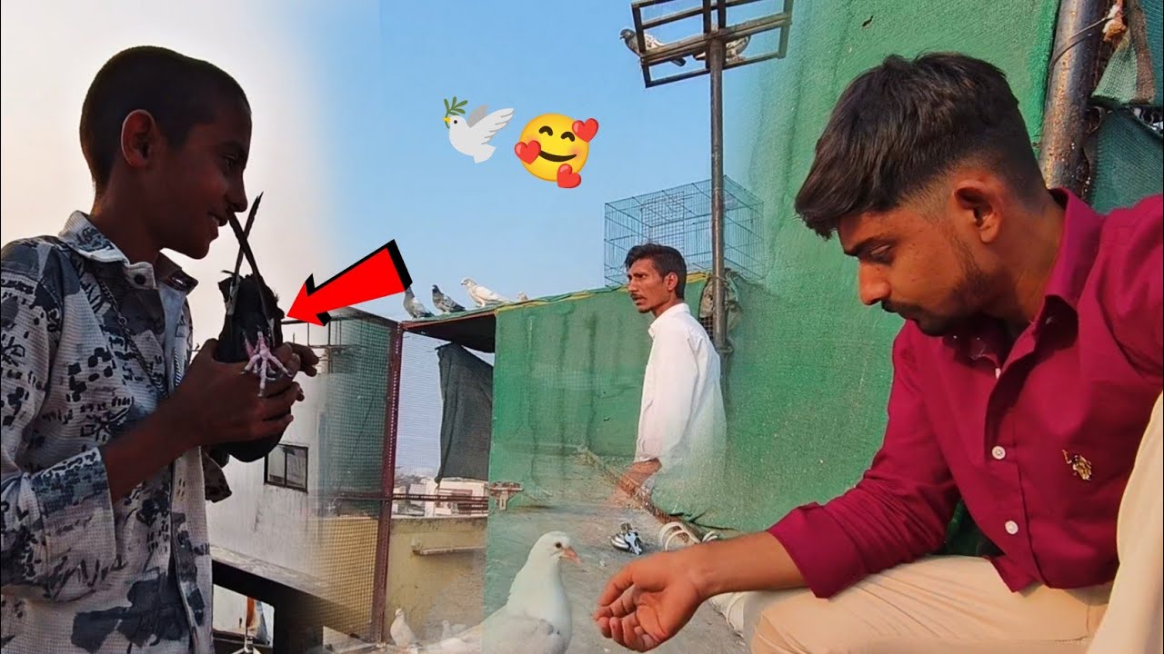 🕊️ Return!! Ye Kabootar Inka He 🤔