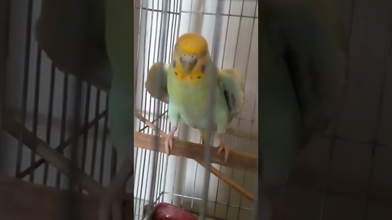 Budgie Tinkle's strange behaviour🤭👀#shorts #birds #budgies #petbird #trending #youtubeshorts #tinkle