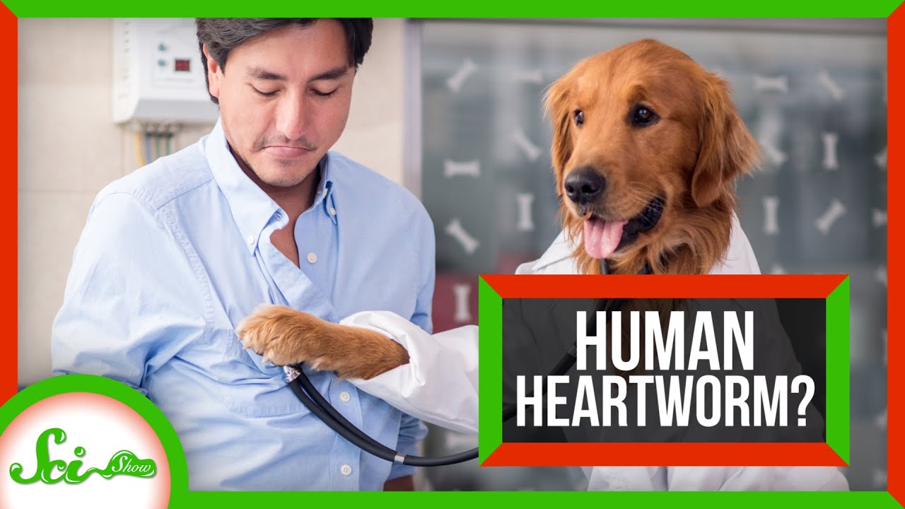 Why Don't Humans Get Heartworm? (Spoiler: We Do)