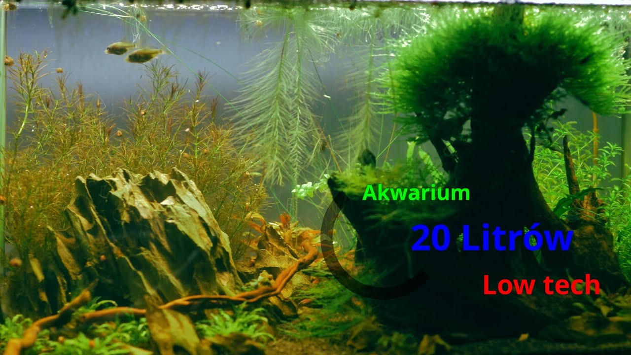 Zakładam nano akwarium 20L LOW TECH krok po kroku