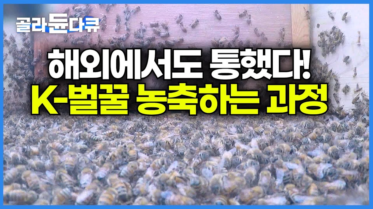 동남아에서도 통한 K-벌꿀, 대한민국 대표 천연벌꿀 이동식 양봉하는 과정｜양봉산업｜극한직업｜#골라듄다큐