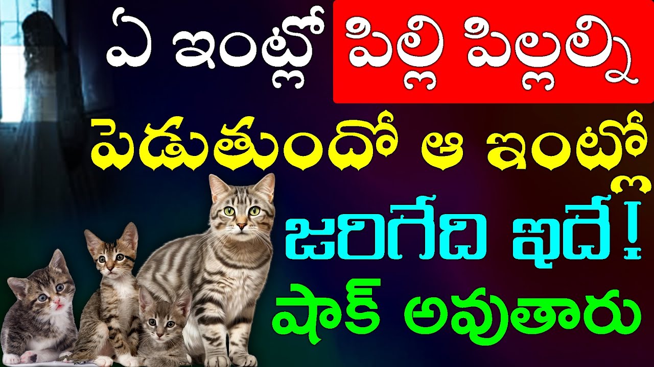 ఏ ఇంట్లో పిల్లి పిల్లల్ని పెడుతుందో ఆ ఇంట్లో జరిగేది ఇదే..