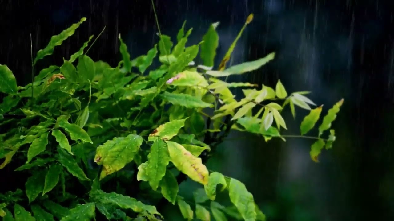 Gentle Rain Sounds for Sleep, Meditation, and Stress Relief | Peaceful Rainfall for Deep Relaxation