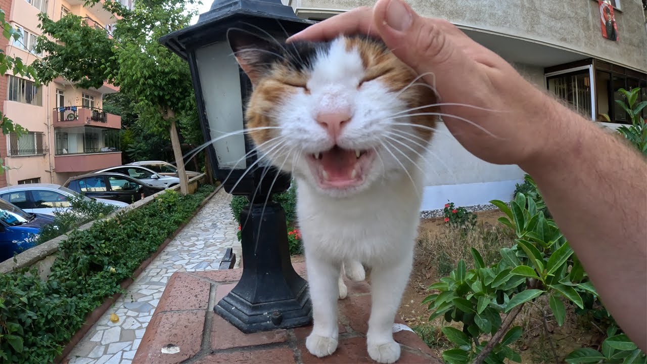 I was wrong this is the most talkative cat I have ever known