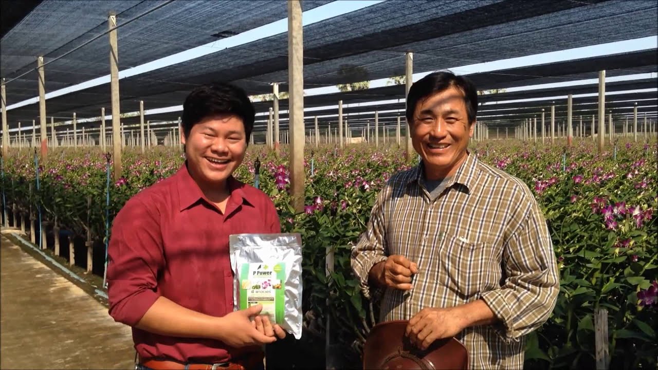 P Power ในสวนกล้วยไม้หมื่นล้านออร์คิด อ.บางเลน จ.นครปฐม