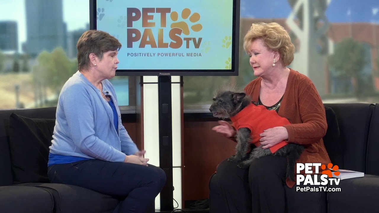 How to start an animal rescue