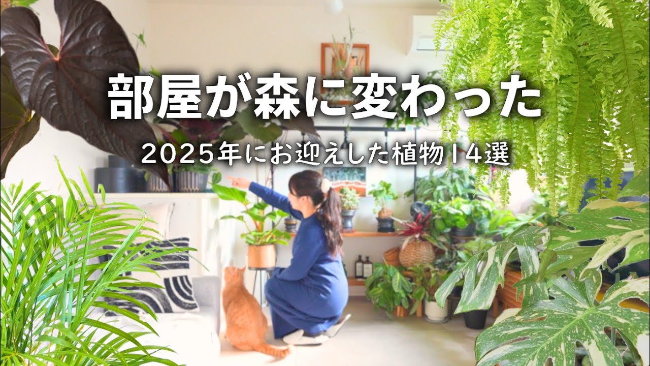 部屋が森に変わった🌿今年お迎えした植物14選（巨大＆レアも）