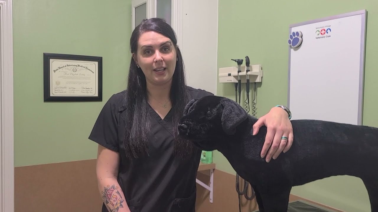Using the FreeStyle Libre 2 for Pets