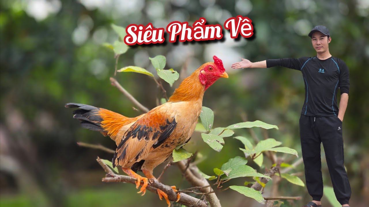 Đón Siêu Phẩm Tre Bắc Cộc Và Chế Lọc Baki Cho Bể Cá / HIỆP CUỘI TV