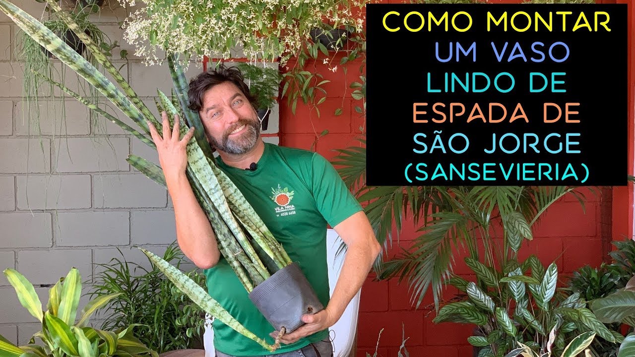 Como Montar um Vaso Lindo com Espada de São Jorge