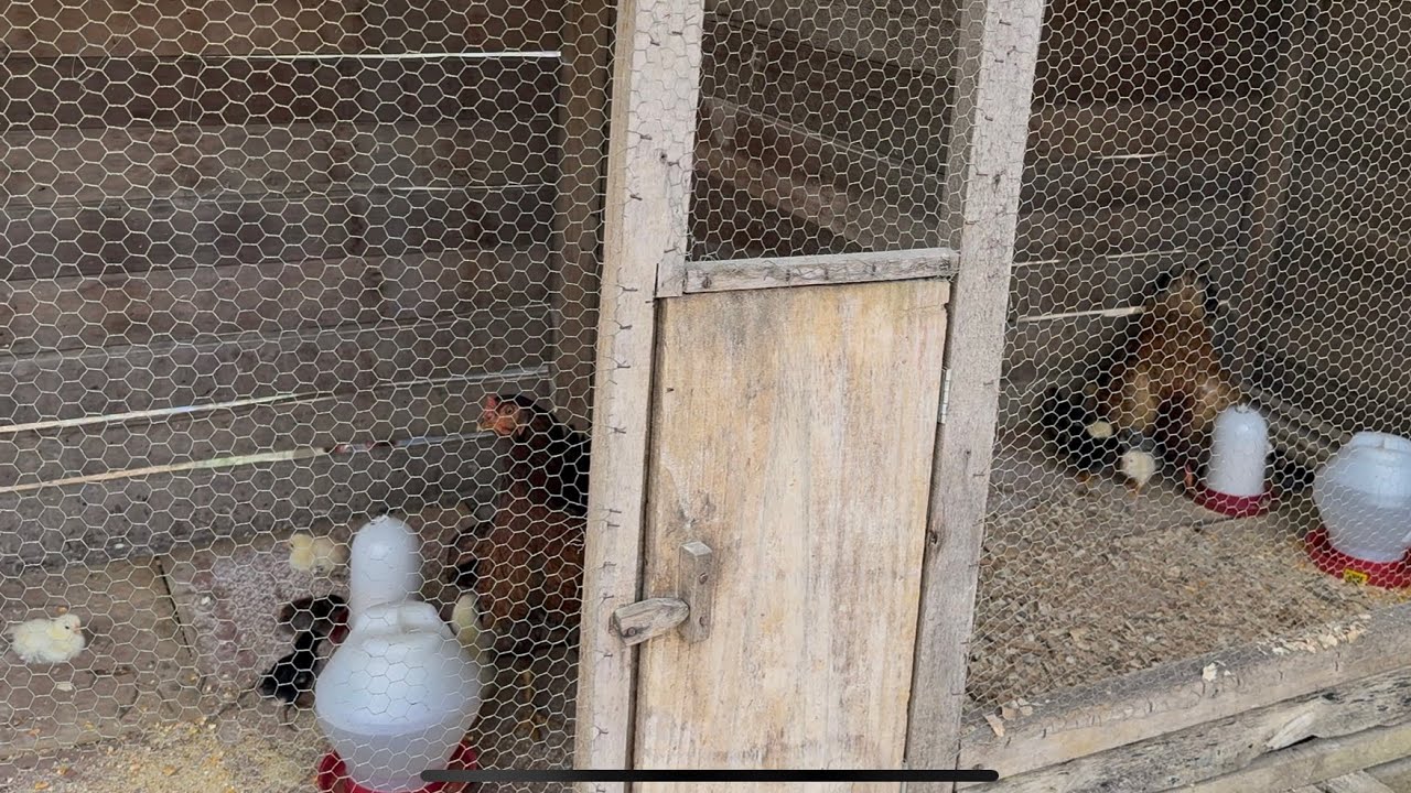 Mostrando todos pintinhos que nasceram nas galinhas. 