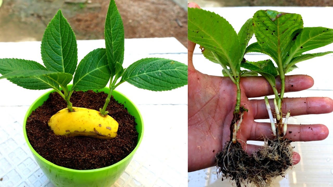 Grow hydrangea cuttings in Banana simple and effective | How to grow Hydrangeas