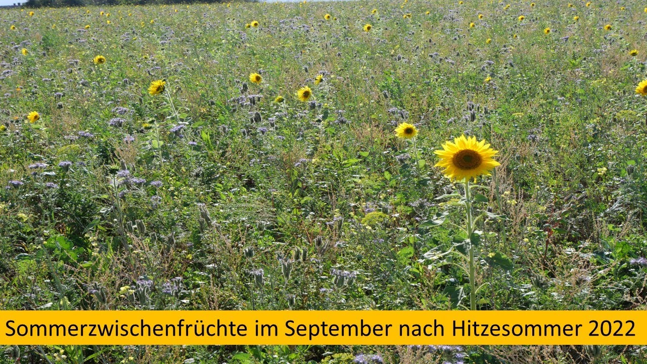 Zwischenfrüchte nach Hitzesommer 2022