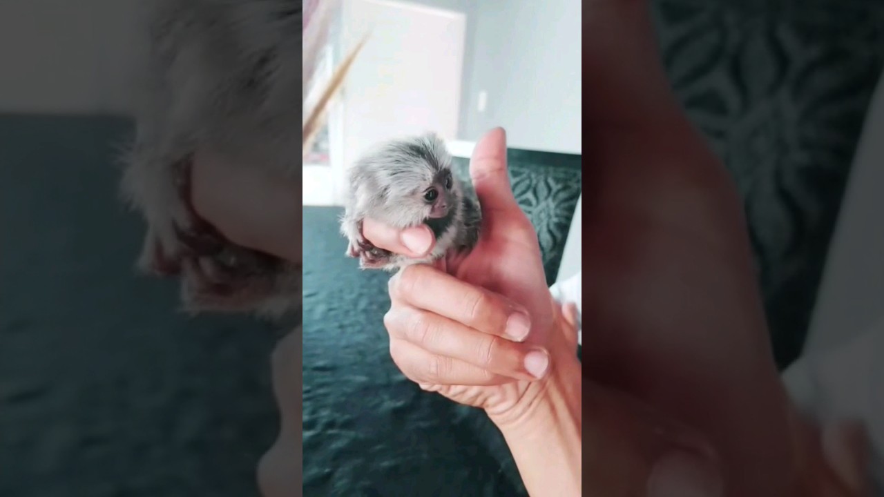 Finger Monkey | Most Adorable and Cute  Marmoset Pet