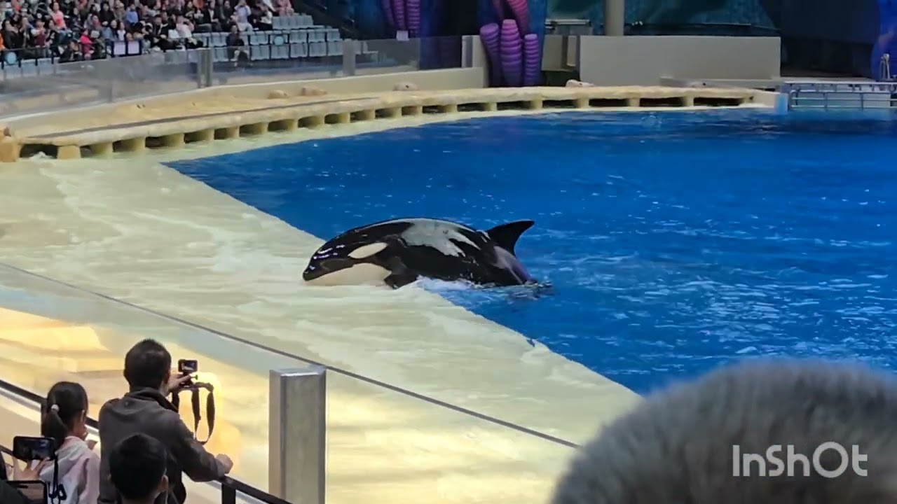 Orca show in Zhuhai Chimelong Spaceship Park