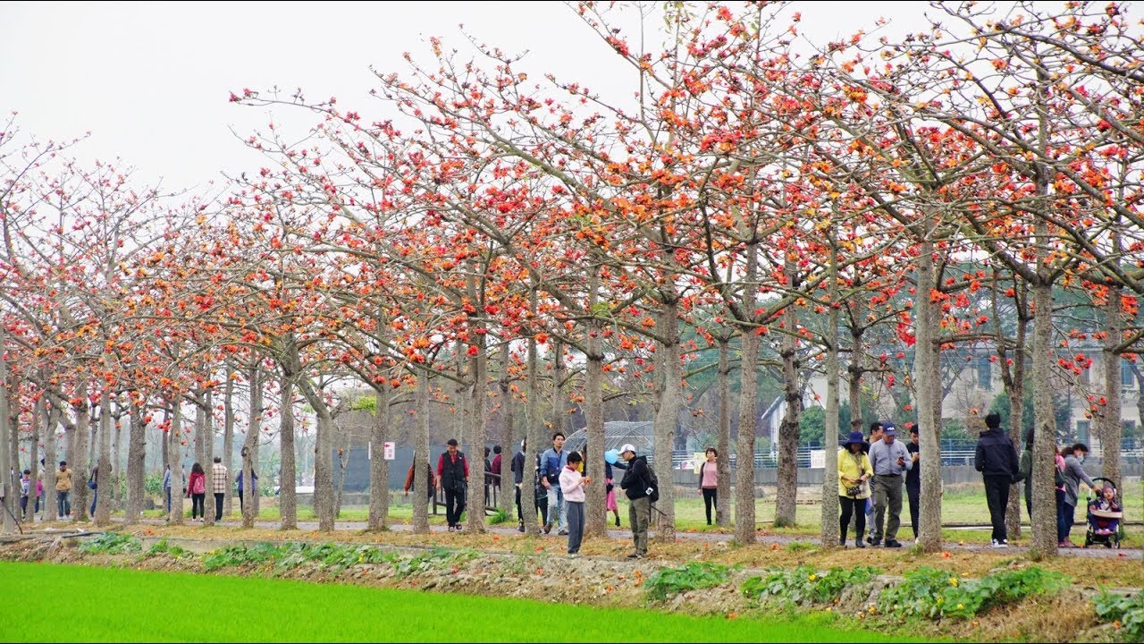 [台南][白河區] 2019林初埤木棉花道｜遊記