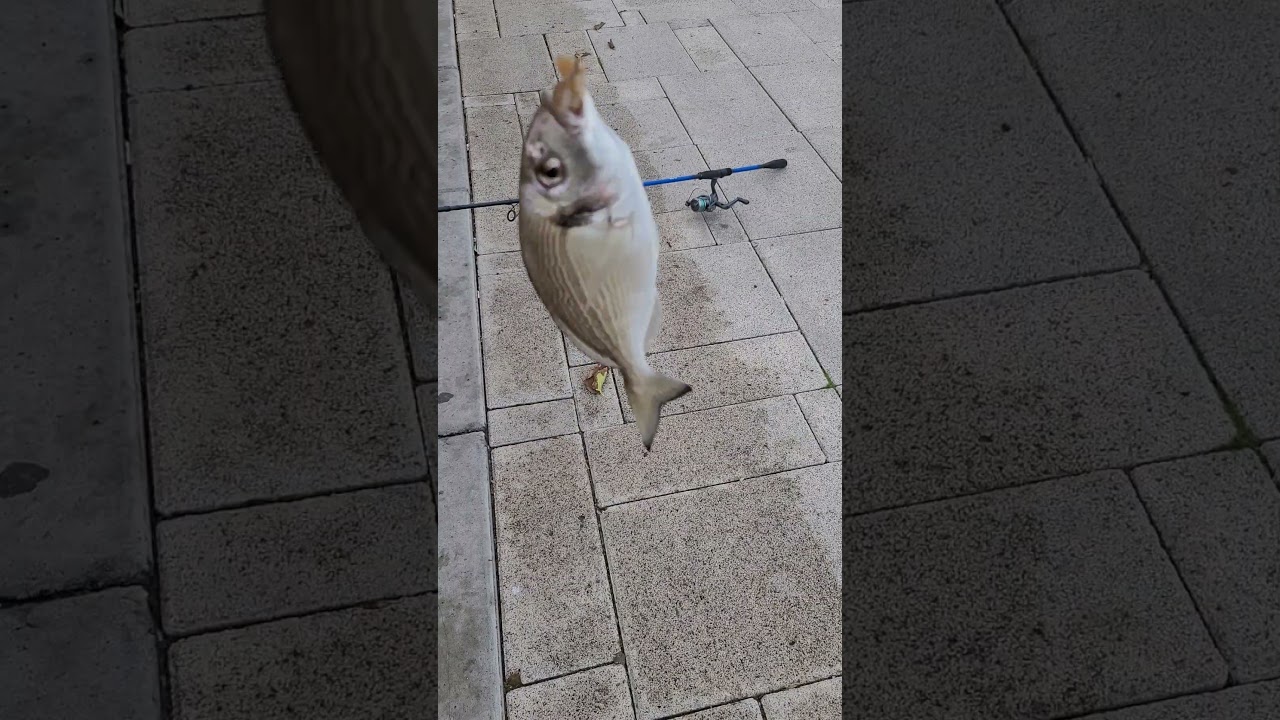 Aldık yine balığımızı.🧿🐟 #shorts #youtubeshorts #balıkavı #outdoor #fish