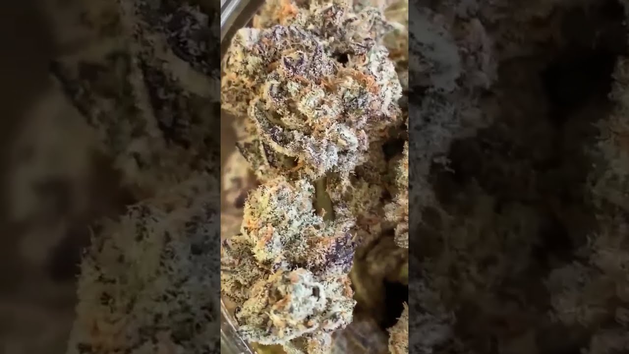GRANDADDY PURP - MEDICAL MARIJUANA DISPO WEED CLOSE-UP