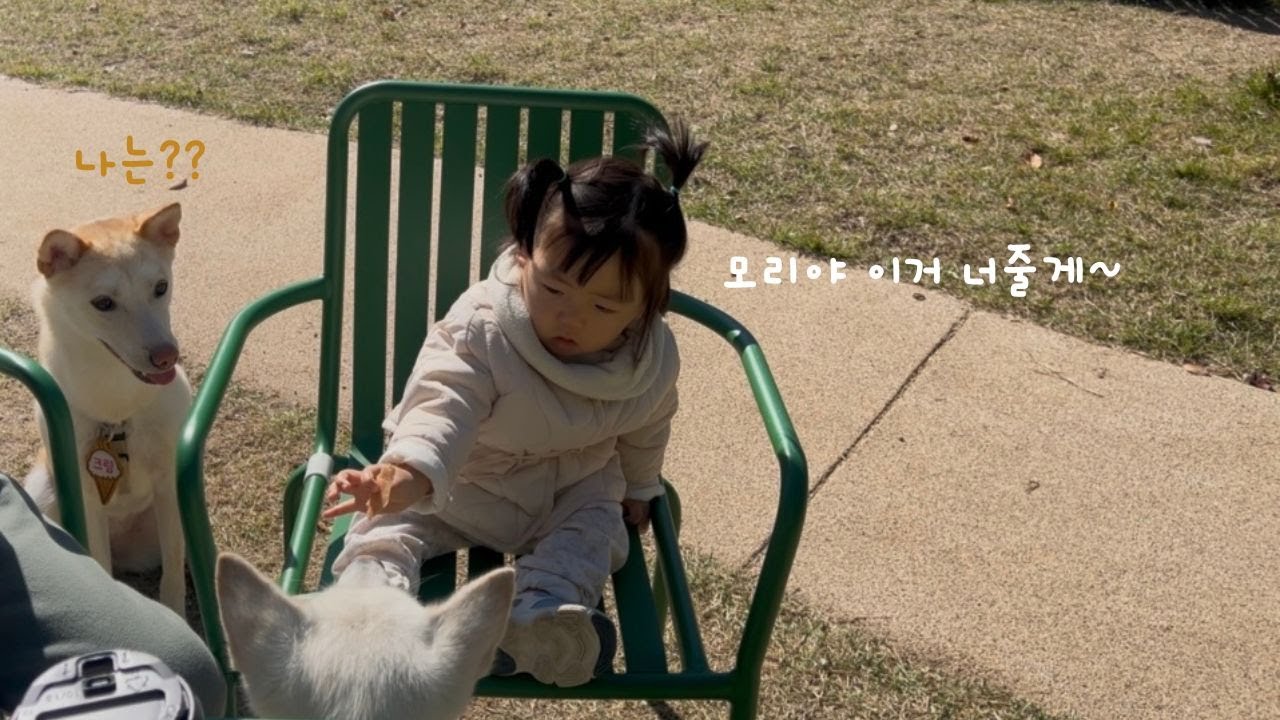 새로생긴 포항 애견 운동장 펫 필드에서 (with.아기천사) - 진돗개 브이로그