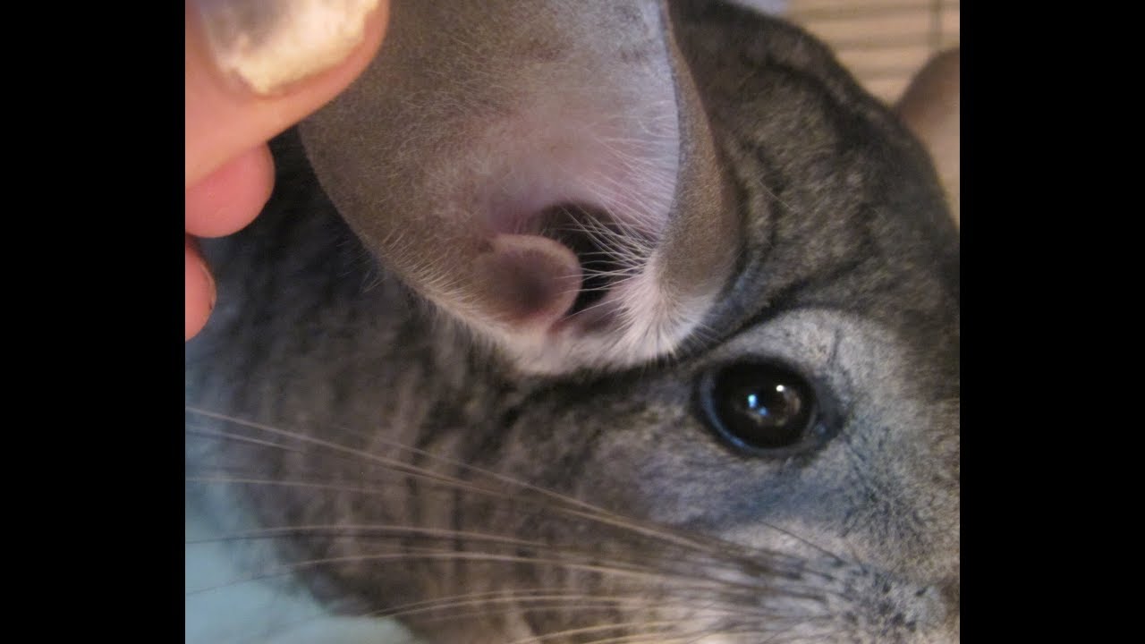 How To Do Health Checks On Chinchillas