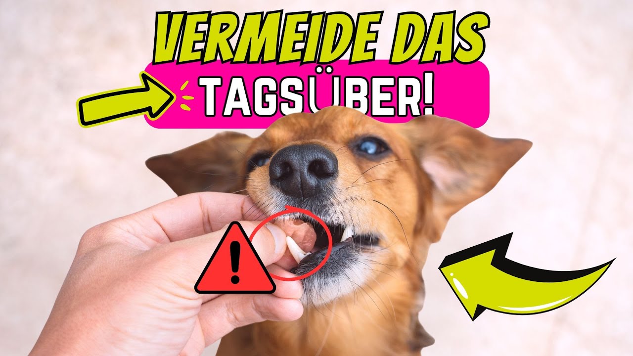 5 Fehler, die Hundehalter tags&uuml;ber dringend vermeiden sollten