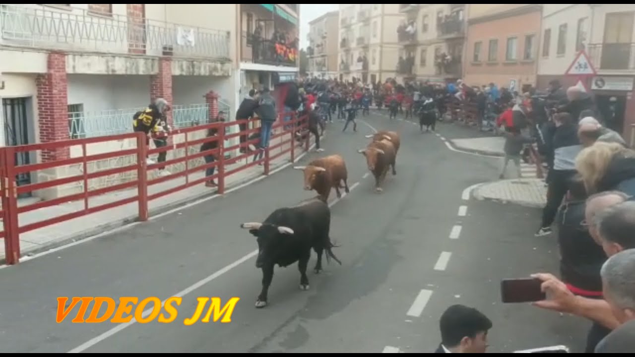 Ciudad Rodrigo..Encierro y Capea Toros de El Pilar