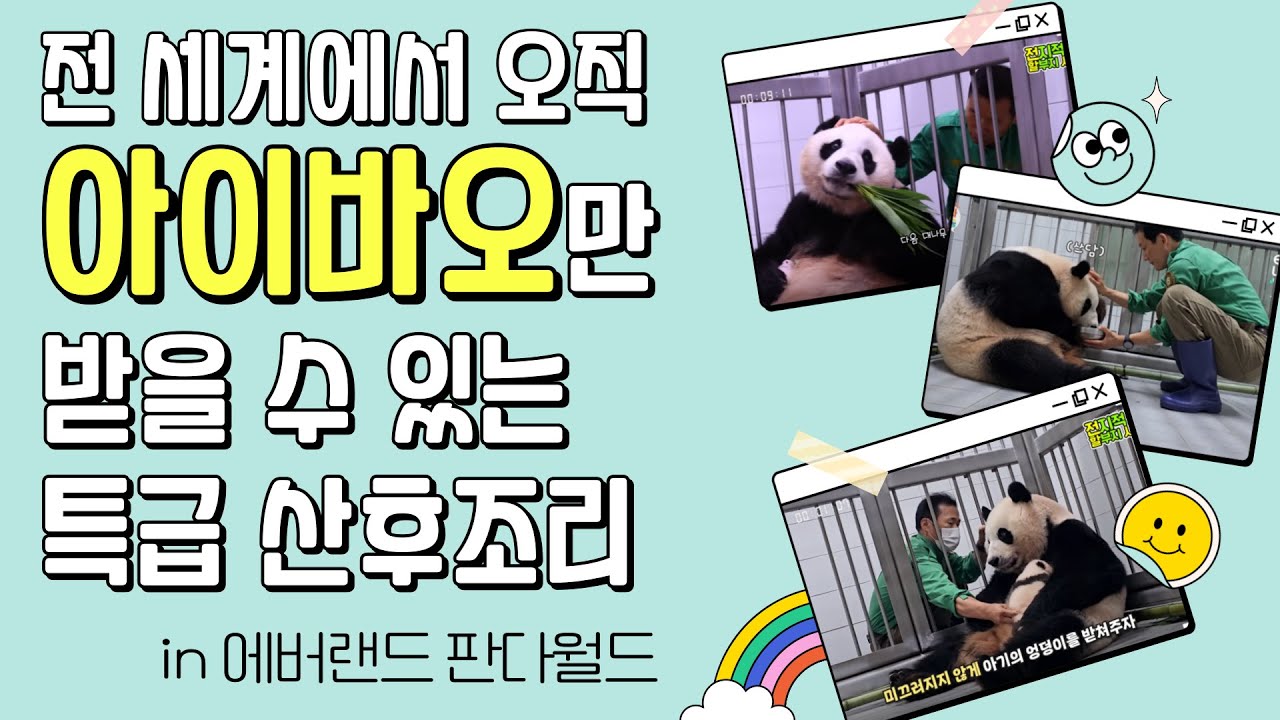전 세계 자이언트 판다 중 오직 아이바오만 받을 수 있는 특급 산전 산후조리 그 모든 정성의 기록 | 에버랜드 판다월드