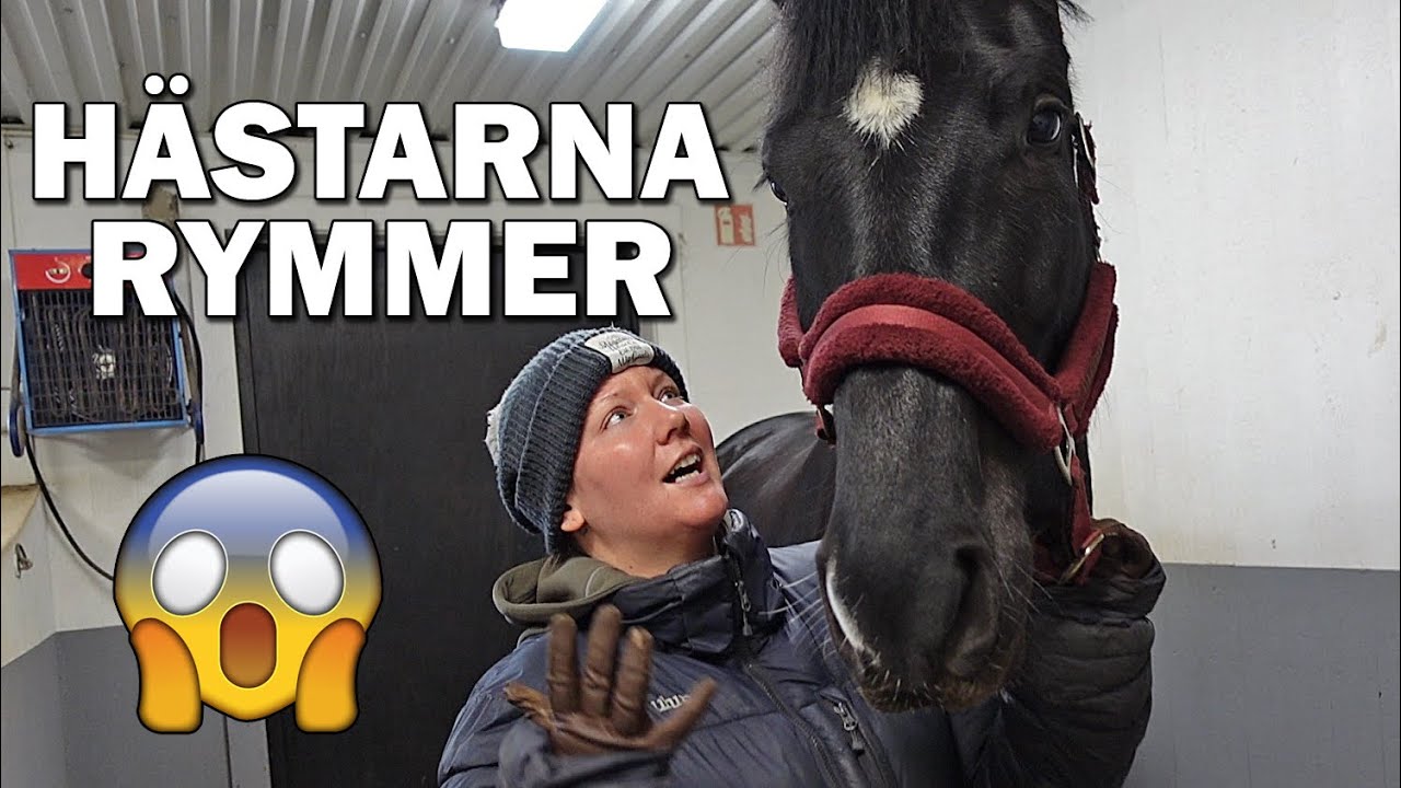 H&Auml;STARNA RYMMER & GHS HAUL - Stallvlogg