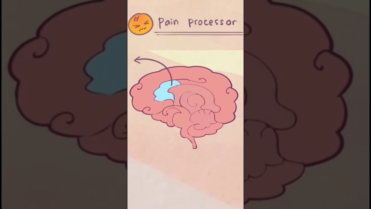 What NEVER Having Sex Does To Your Brain